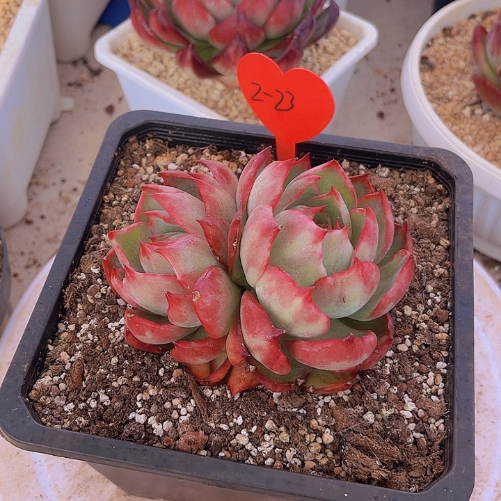 惊鸿仙子多肉植物2-23