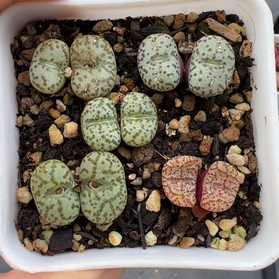 1.23好看的多肉473