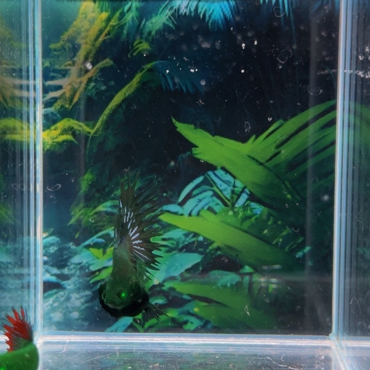 斗鱼所有事情的时候都可以