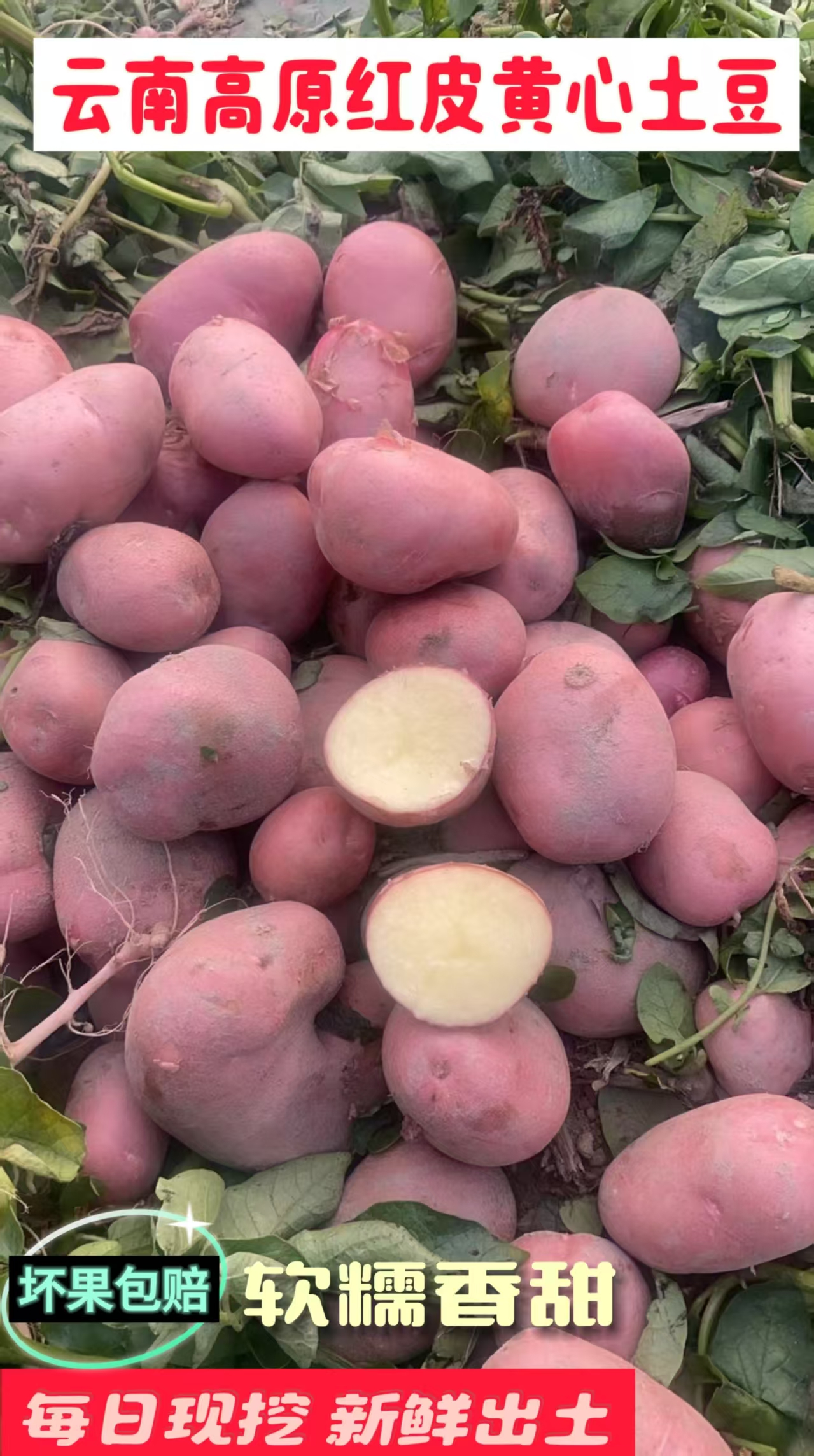 云南高原特色红皮黄心土豆