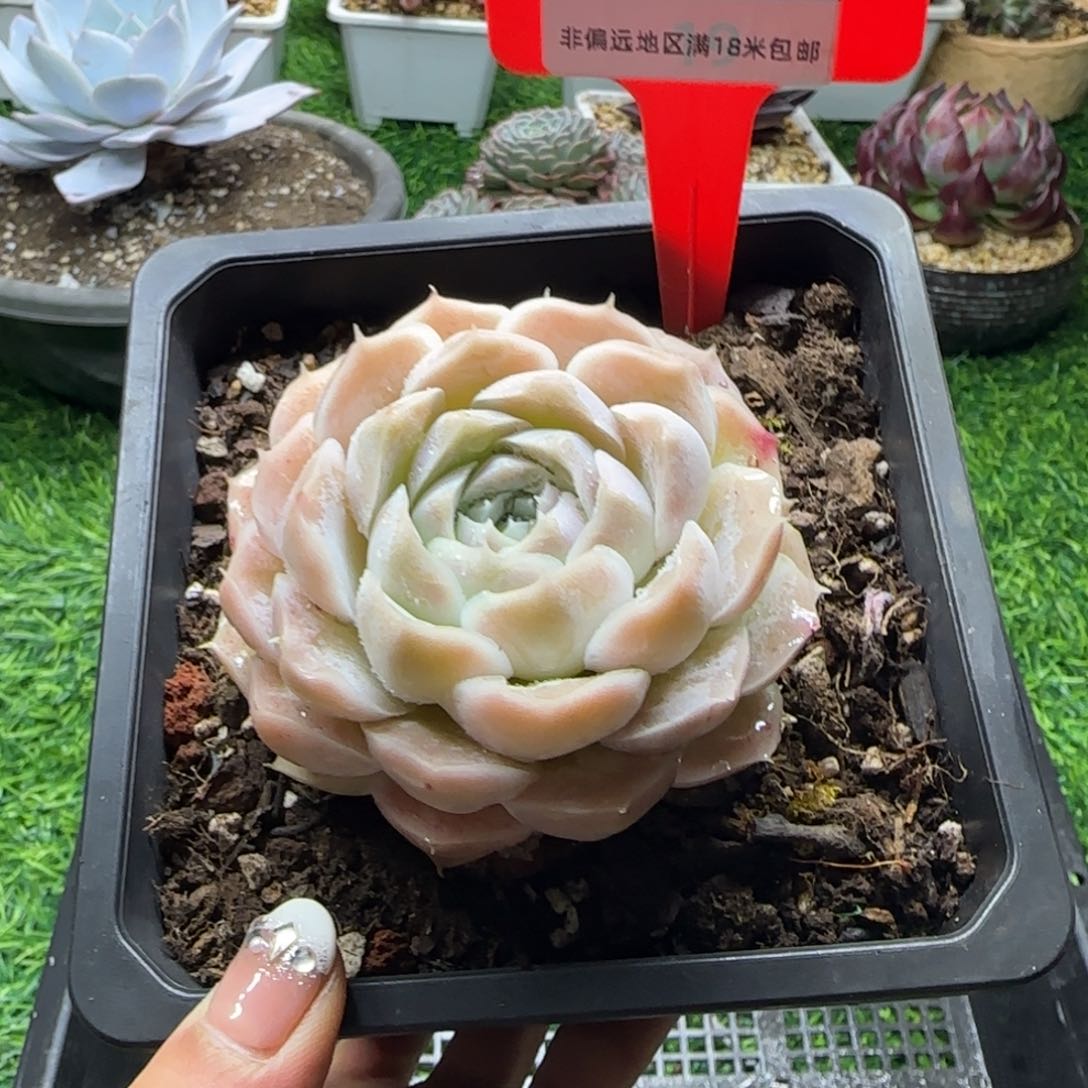 解忧植物多肉编号29