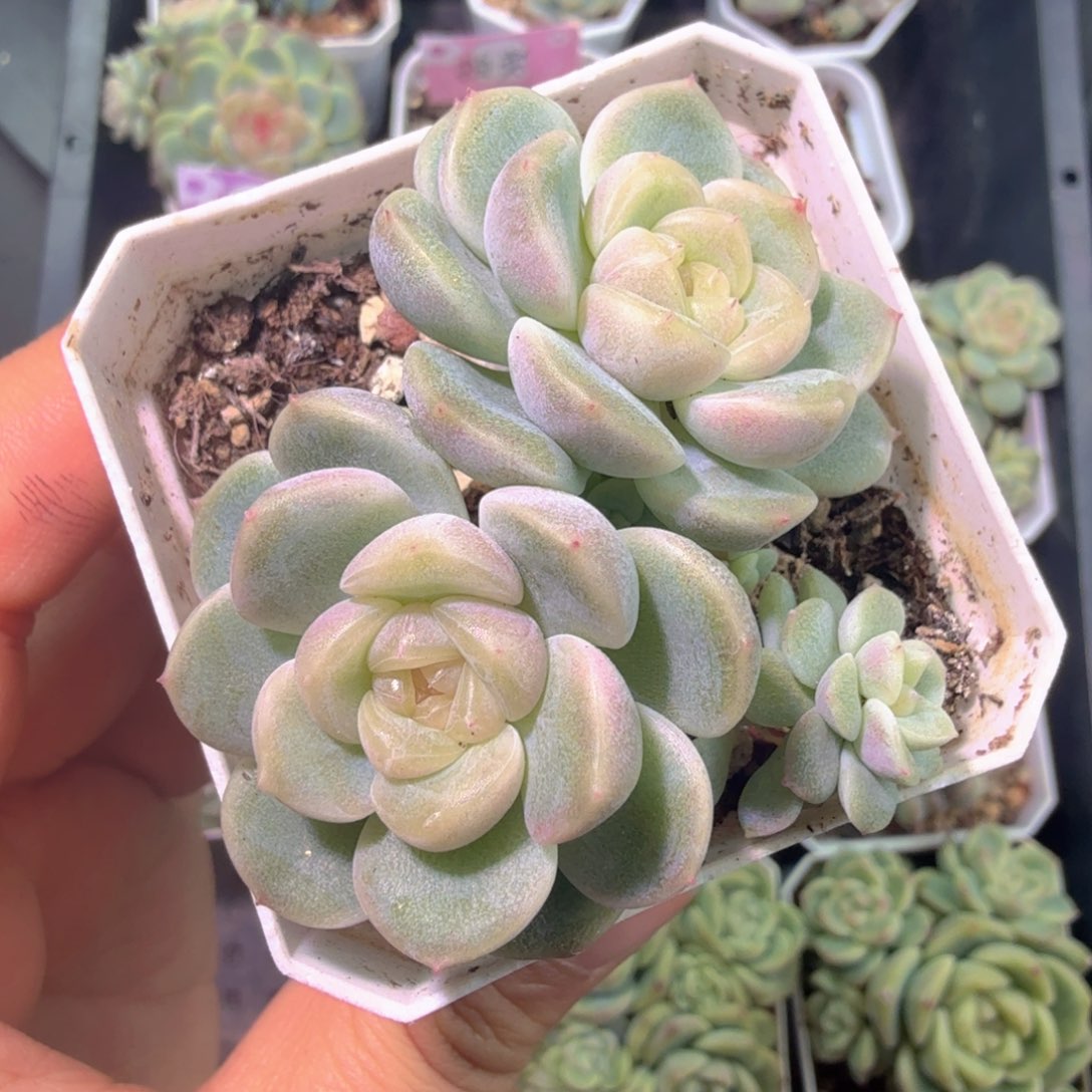 会***年三头b4财富开播福利