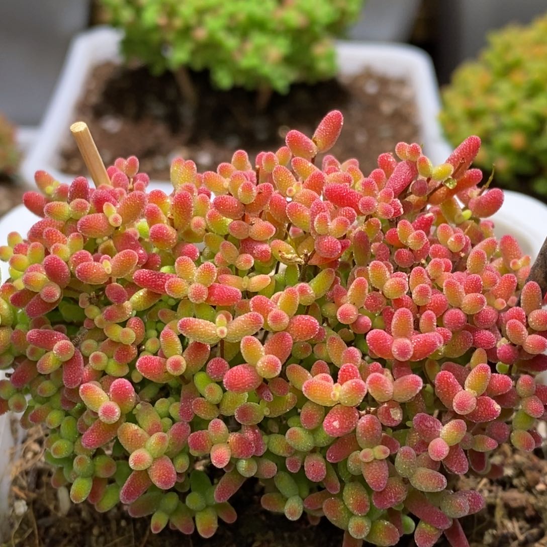 蜜桔糖球枝干番杏D121