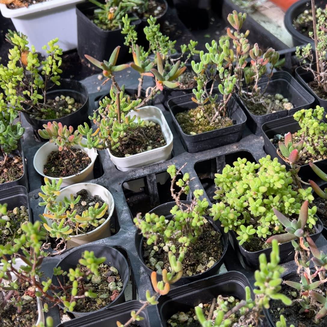 1元福利55杯老桩精品