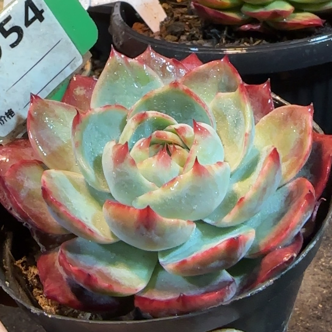 惊鸿一物一拍包装收缩花旱954