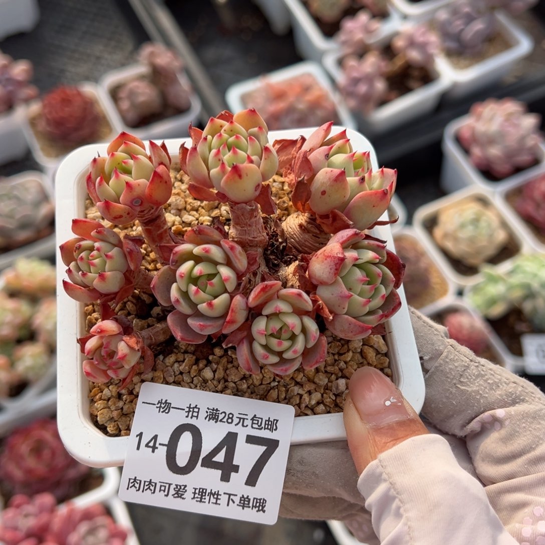 娜娜小勾多肉多肉多肉多肉多肉