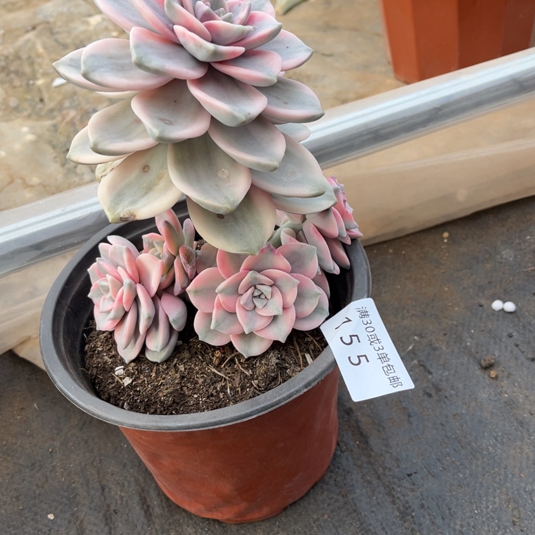 155紫乐锦多肉植物。不