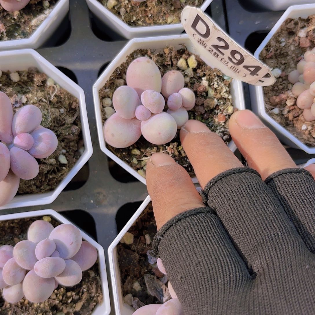 D294奶酪一物一拍