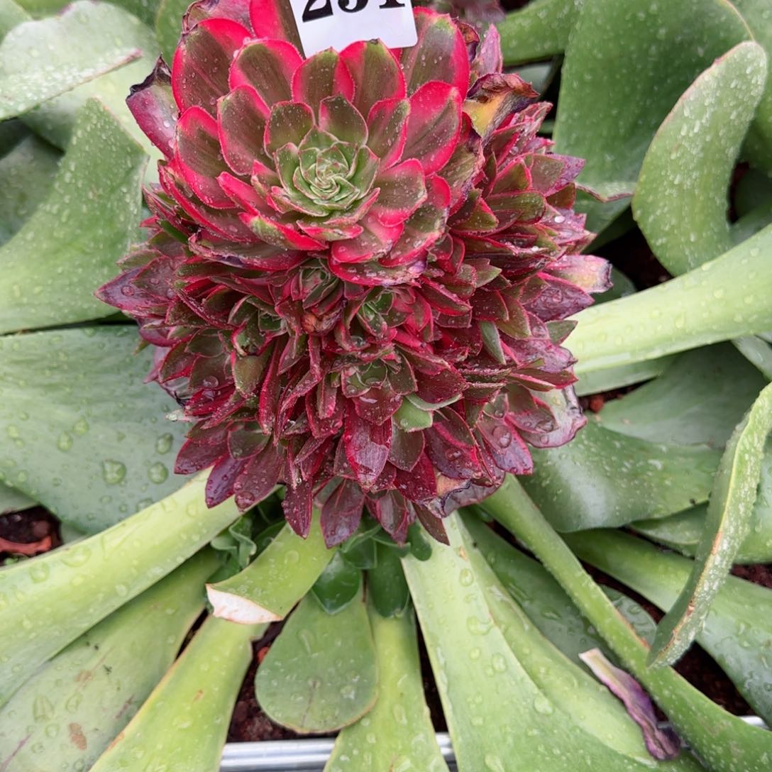 风***好克拉恋人秋天发货