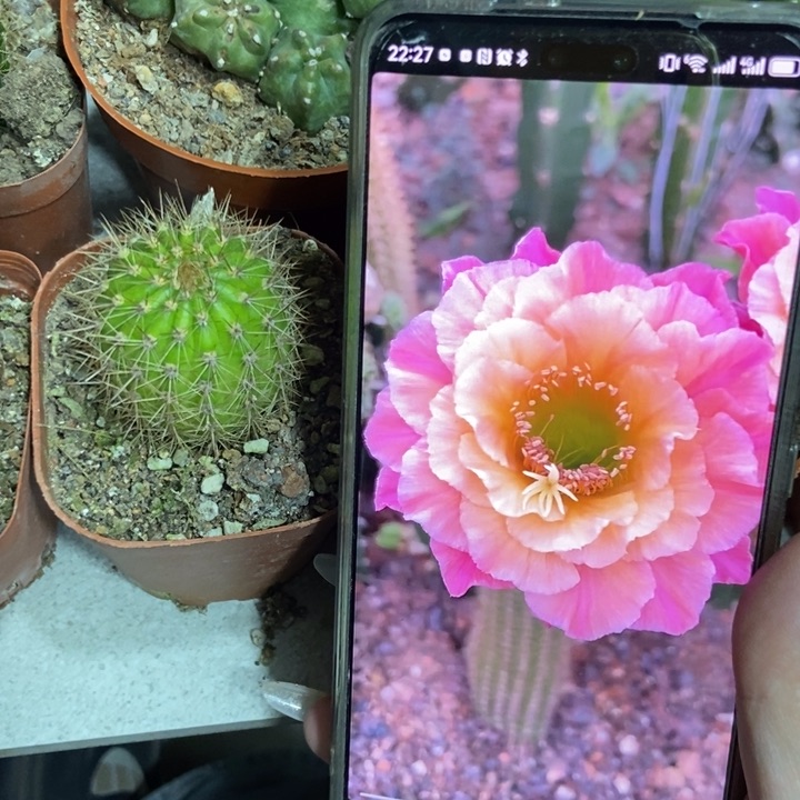 仙人球时光自根一个