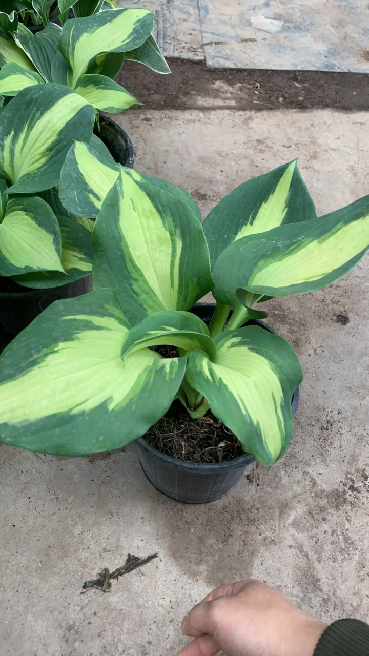 玉簪花叶  地栽可过冬耐荫植物 新疆包邮