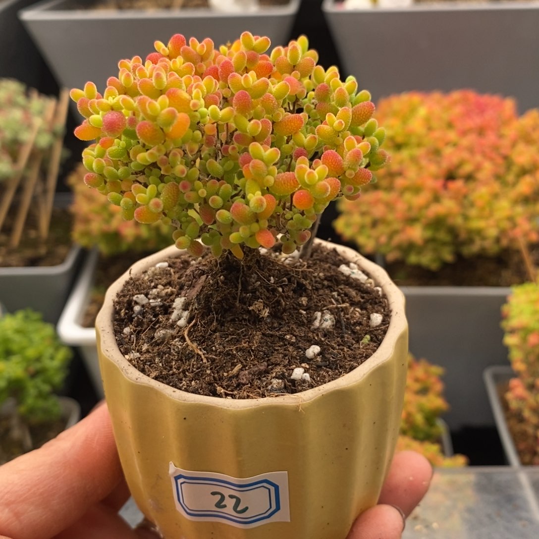 完全开放22号蜜橘糖球（6.5cm）