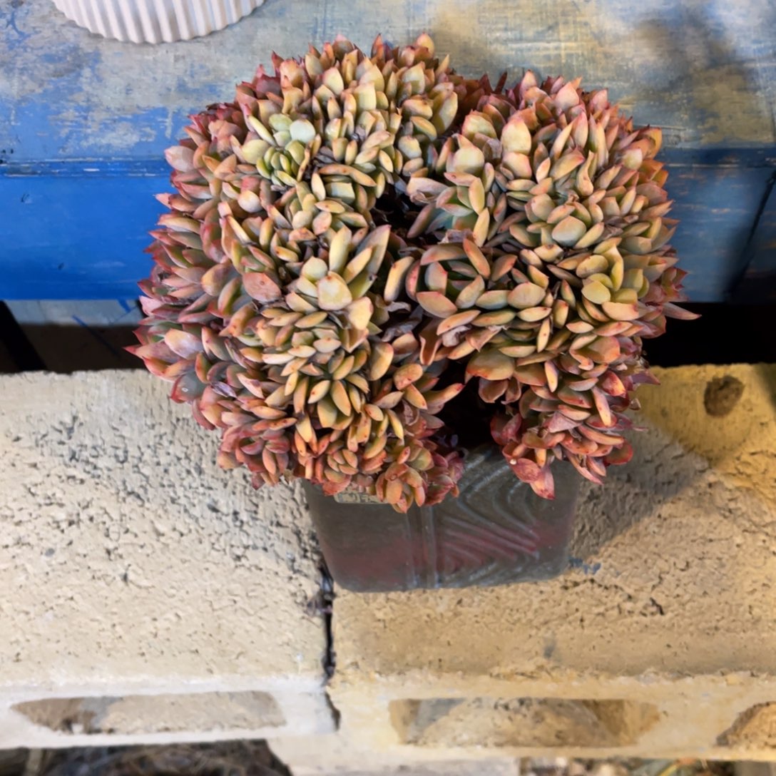 群生绮罗缀裸根发货