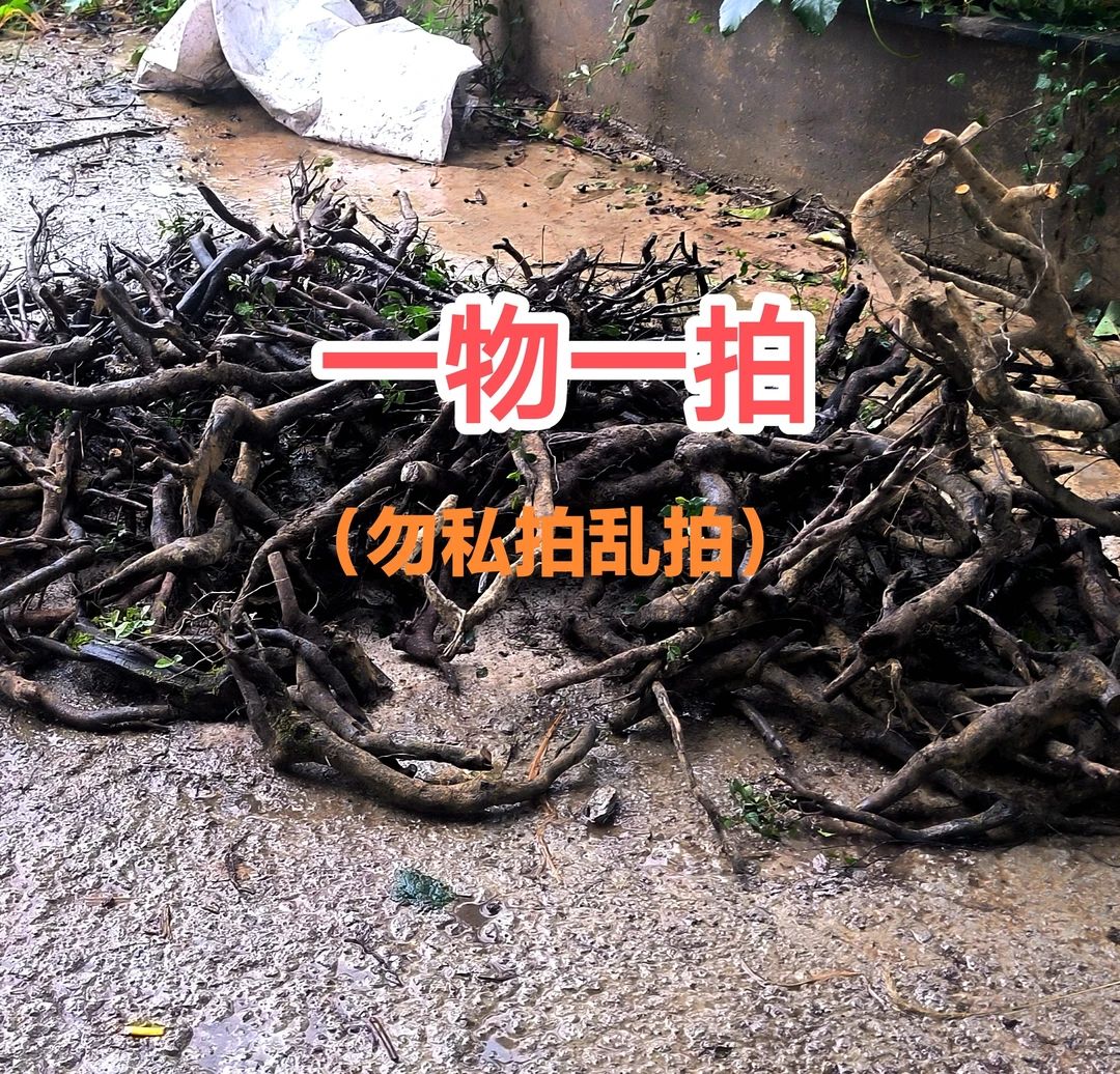 灌木金弹子瓶兰花乌柿老鸭柿盆栽盆景