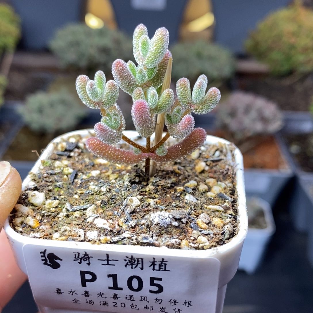 105实生精控优选冰晶