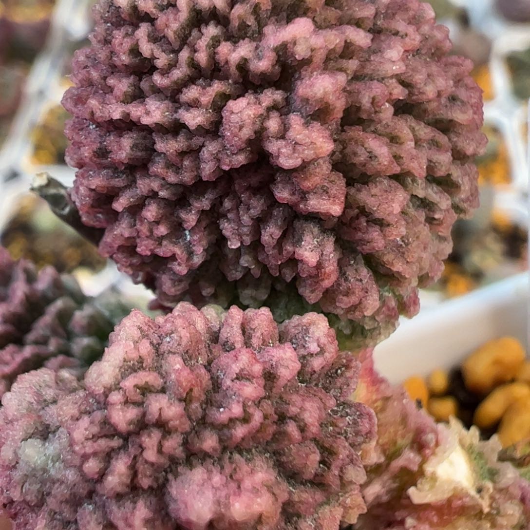 024-5933叶片叶片叶片