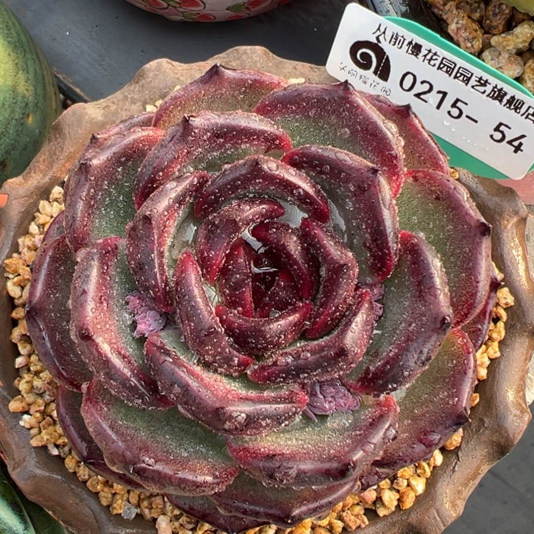 从前慢多肉精选编号0215.54