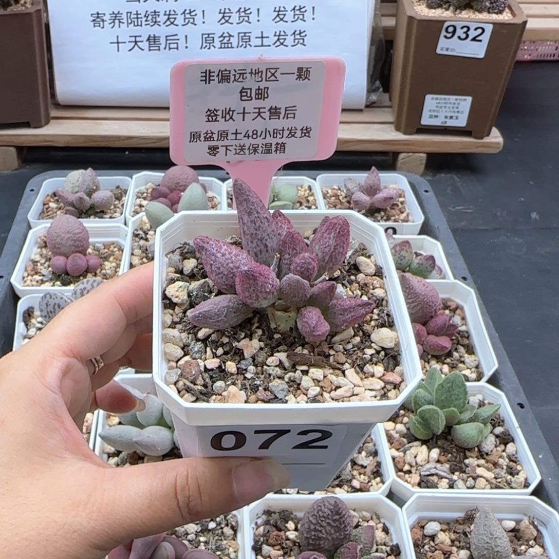 272猪尾巴多肉植物