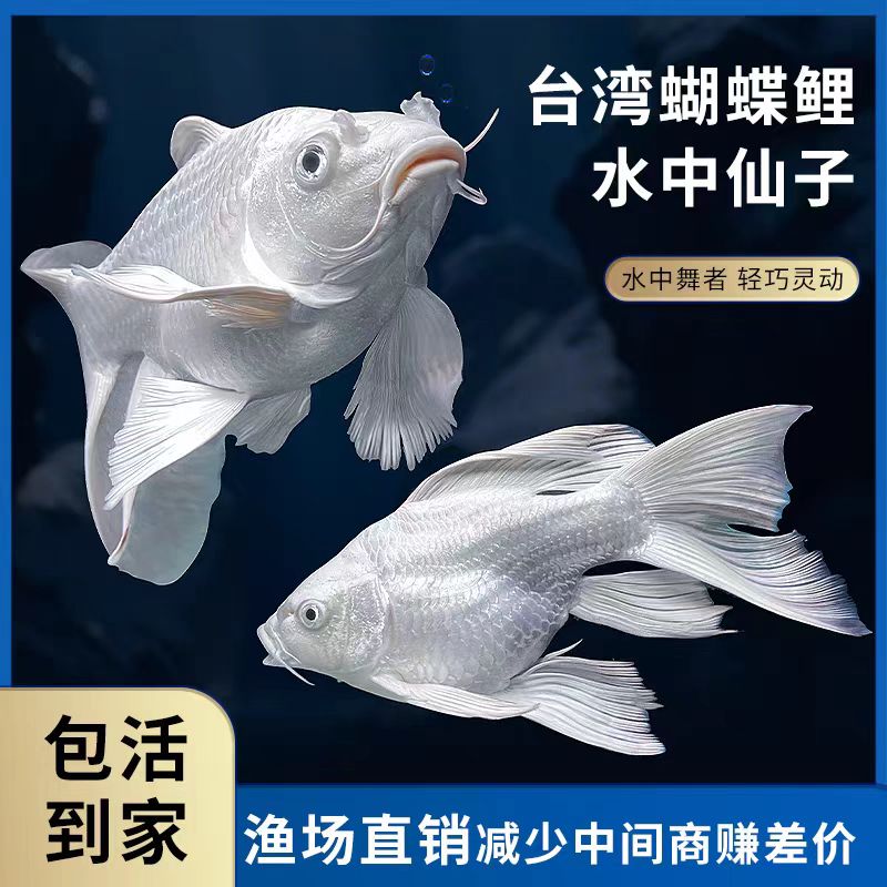 蝴蝶鲤观赏鱼16-19短球身白蝴蝶淡水冷水观赏鱼好养耐活