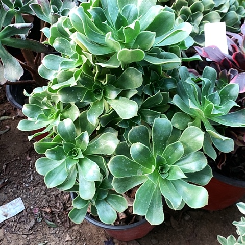 香福玫瑰玫瑰玫瑰