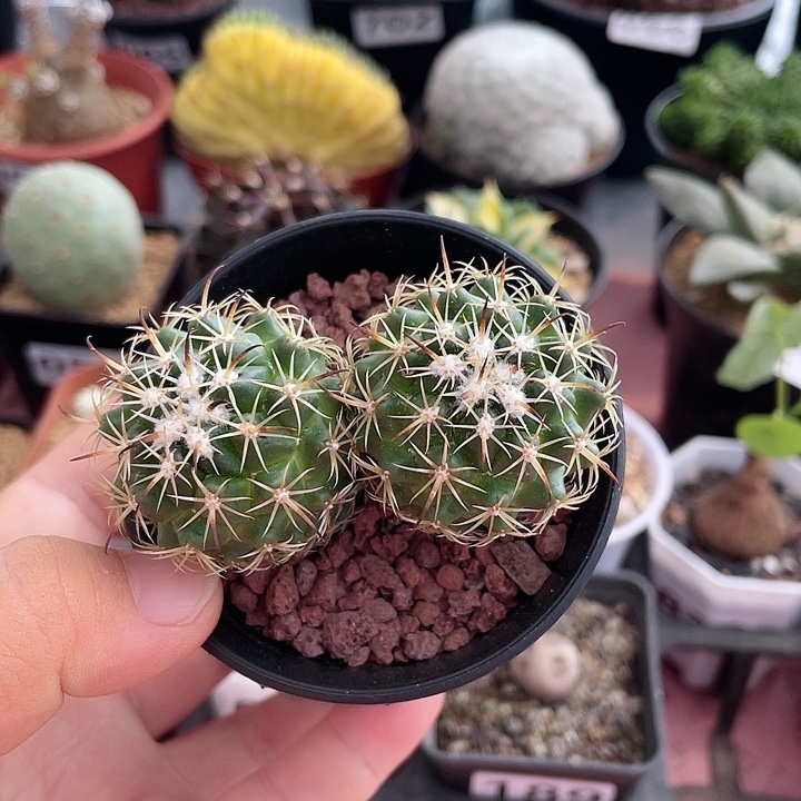 105实生双头钢钉，