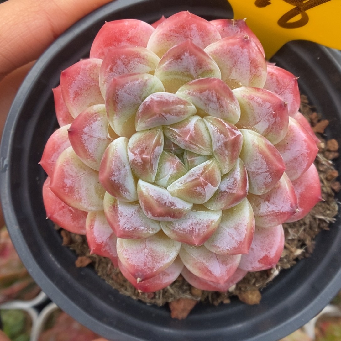 母本冰魄846号。   