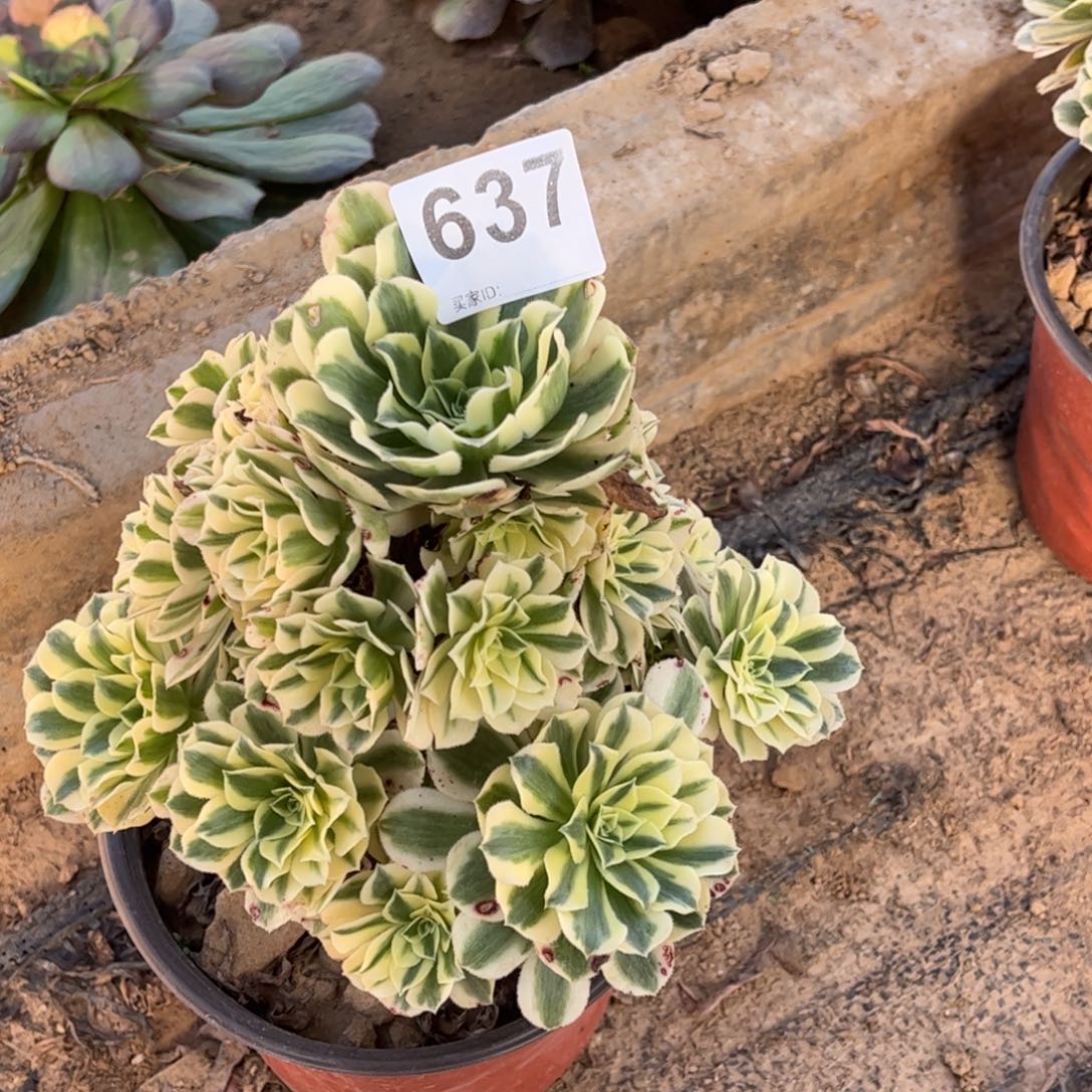 迈巴赫637不包断枝