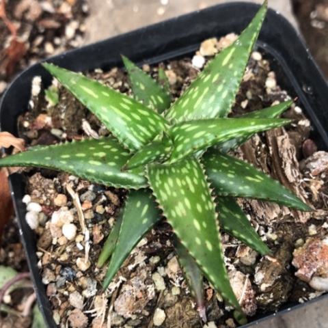 永*芦荟多肉植物盆栽