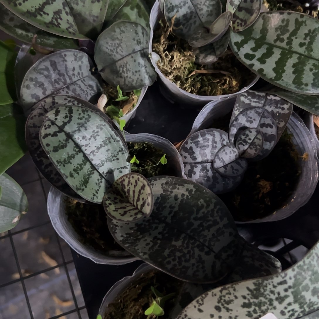 当前无花栽培后可以开花2.8杯西雷利福利苗