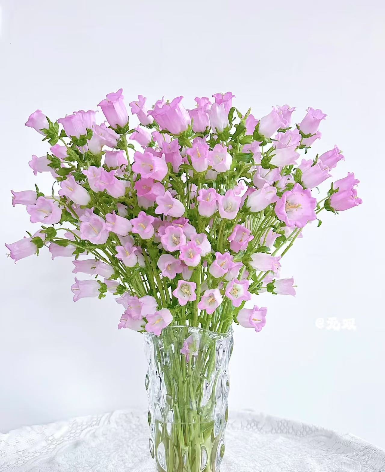 粉色风铃花---我在等风 也在等你