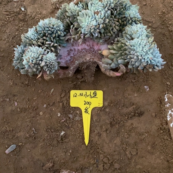 福多多花卉园艺星影