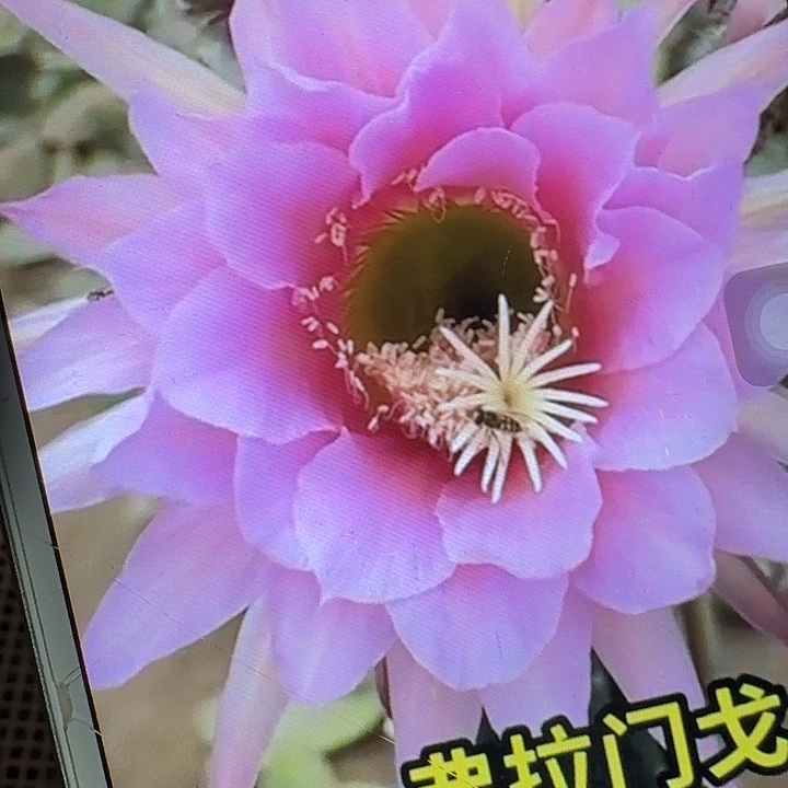 佛拉门戈侧芽5公分左右毛花柱（20包邮