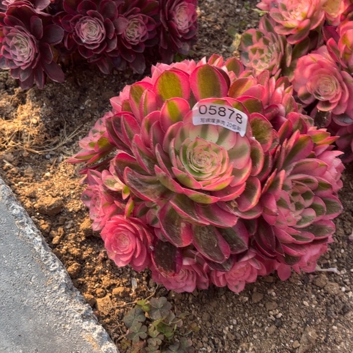 05878倾城多肉植物