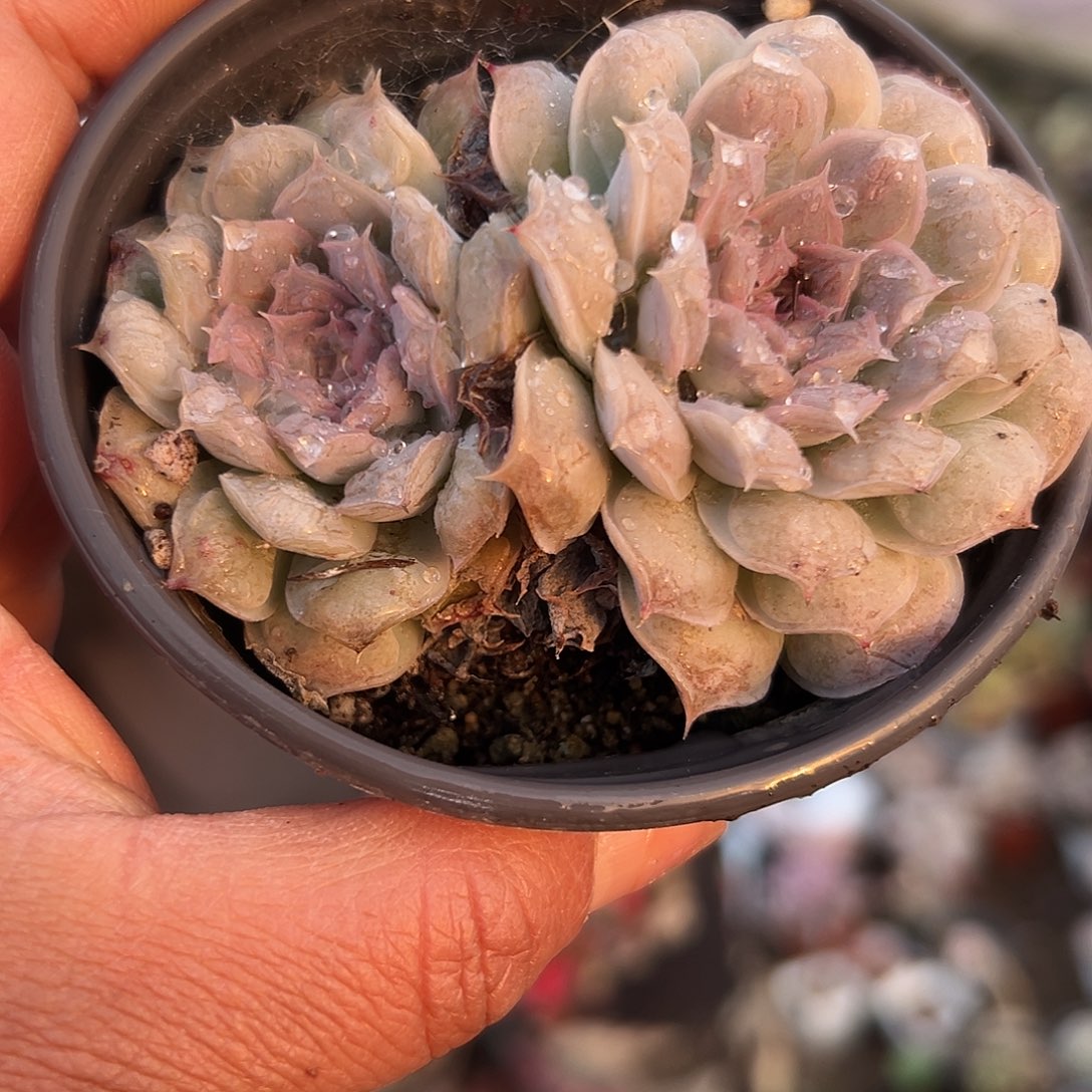 多肉植物多肉植物