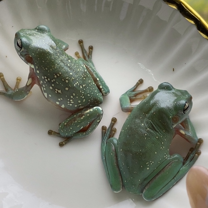 老爷树蛙澳蓝超蓝子代一对