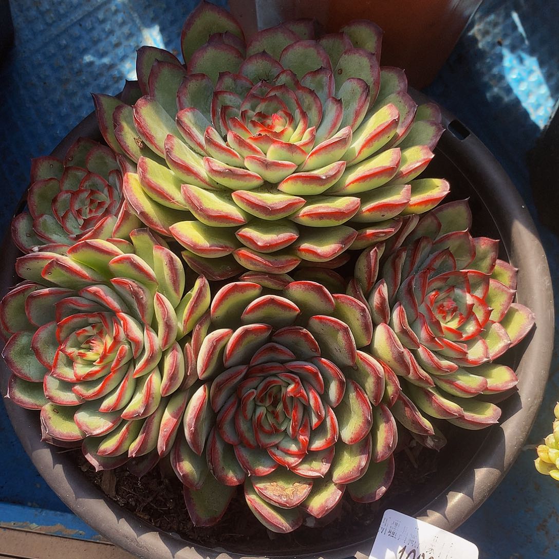 有***猫肉酱玫瑰10005多肉多肉