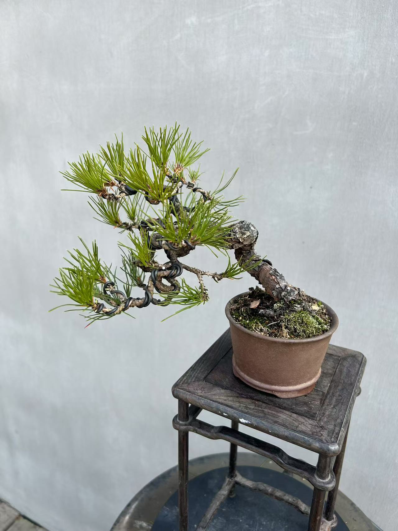 精品盆景(一物一拍)