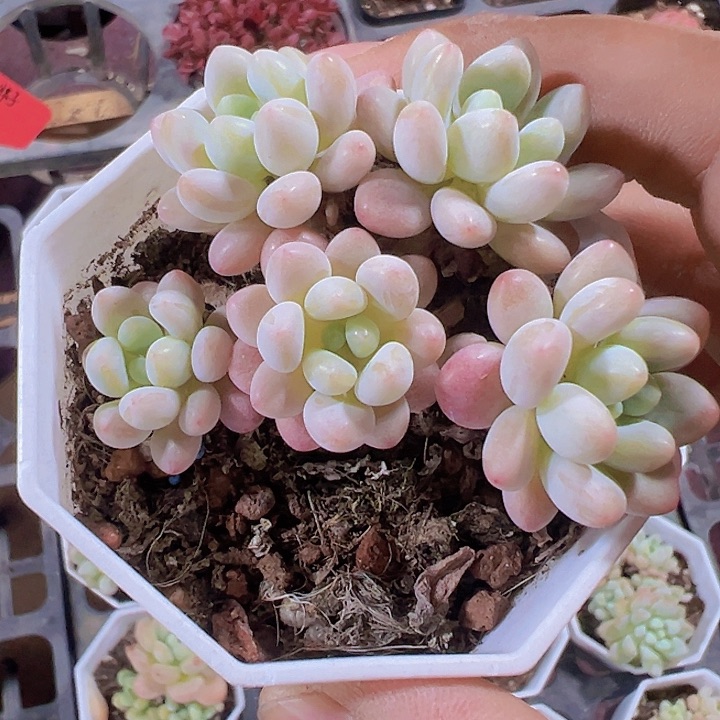 洛可可精品多肉植物大战