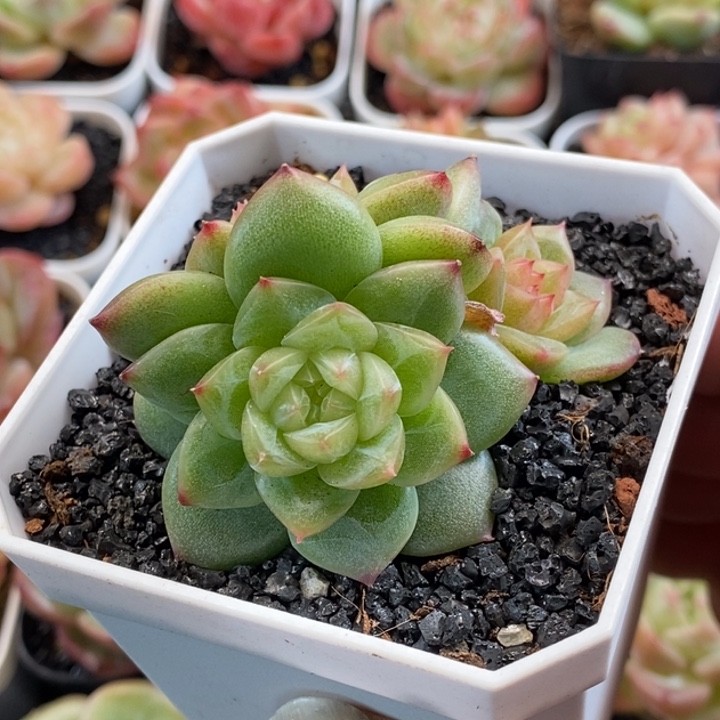 天官赐福百无禁忌