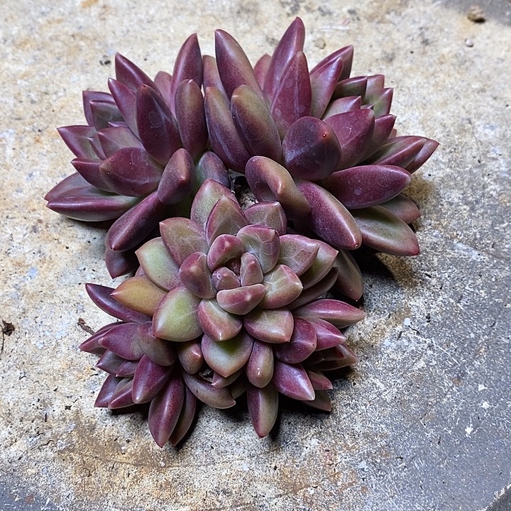 精品 精品 精品 多肉植物