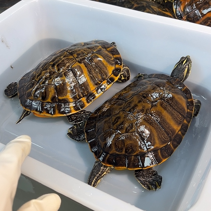 绿毛龟母冷水外塘火焰龟一拍一物专属链接