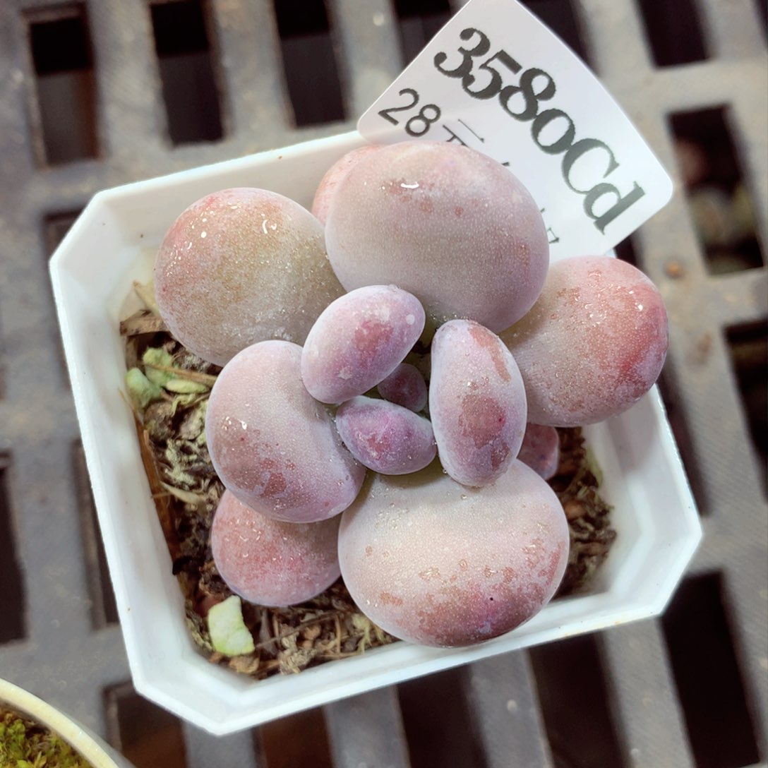 5厘米盆精控多肉3580