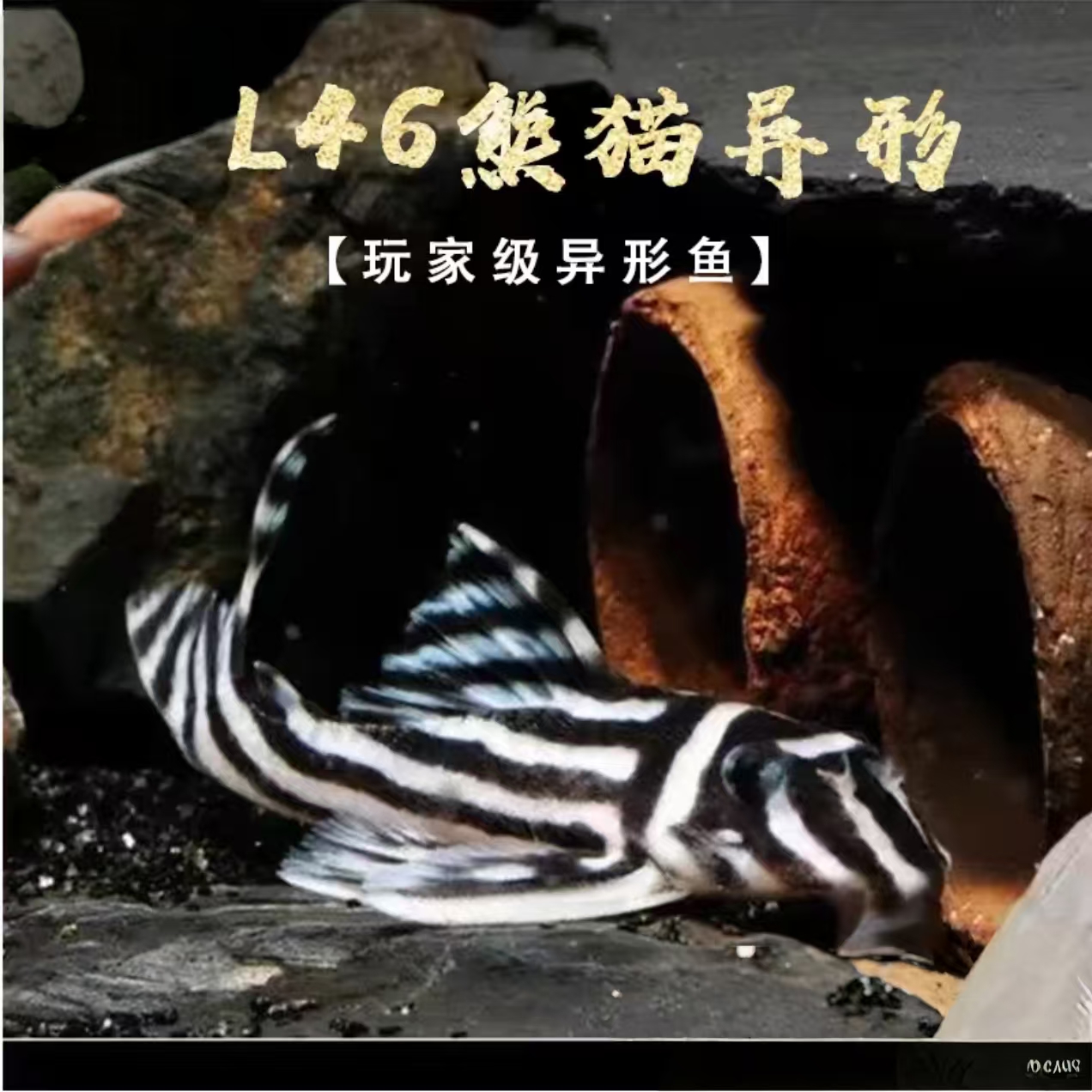小型热带精品观赏鱼 L46熊猫异型 清道夫