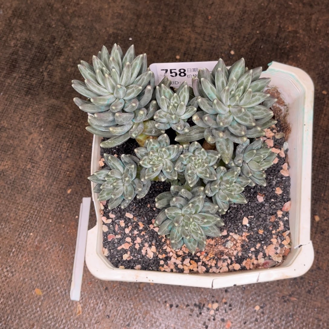 乌拉杂多肉植物758