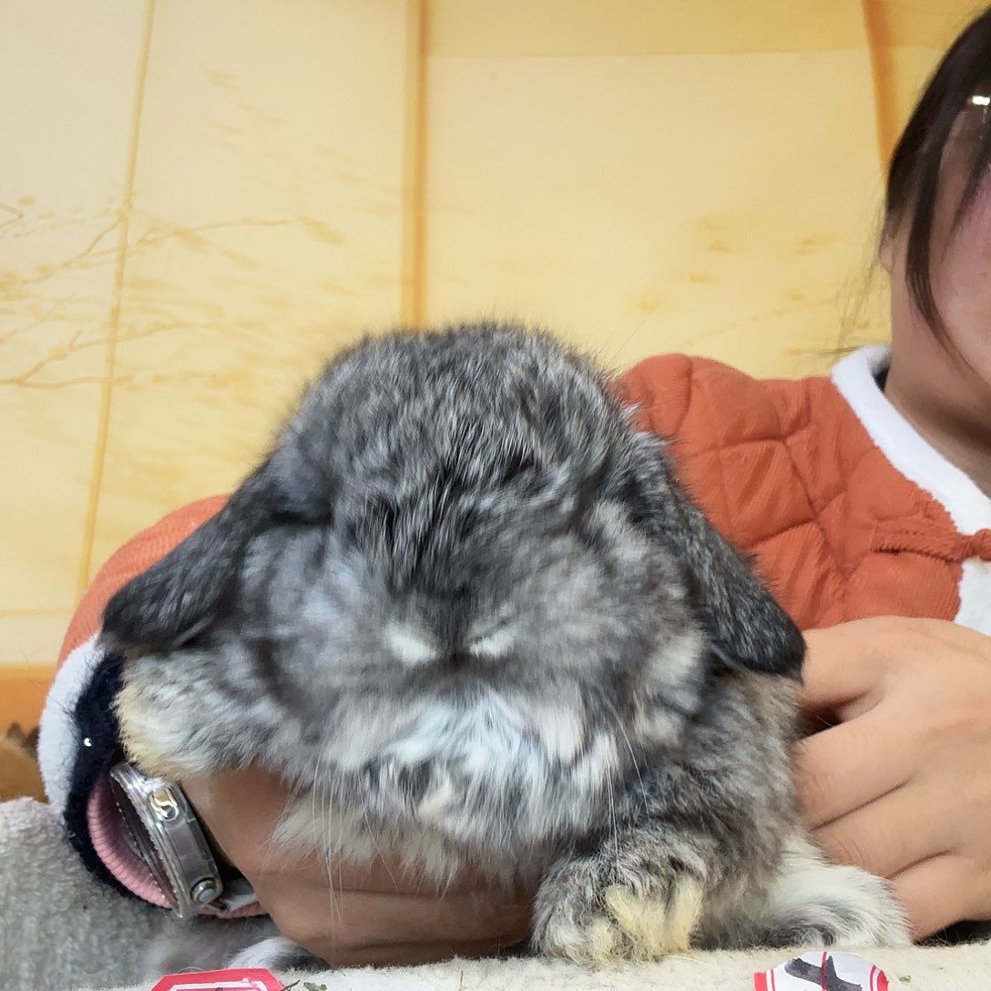 仙***花侏儒兔妹妹垂耳兔妹妹