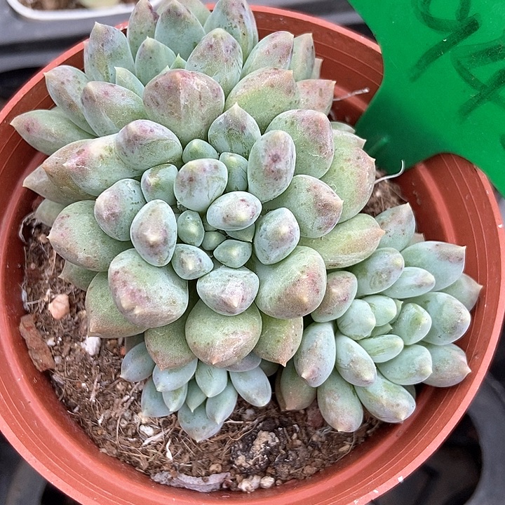 多肉植物奶糖群942多肉 