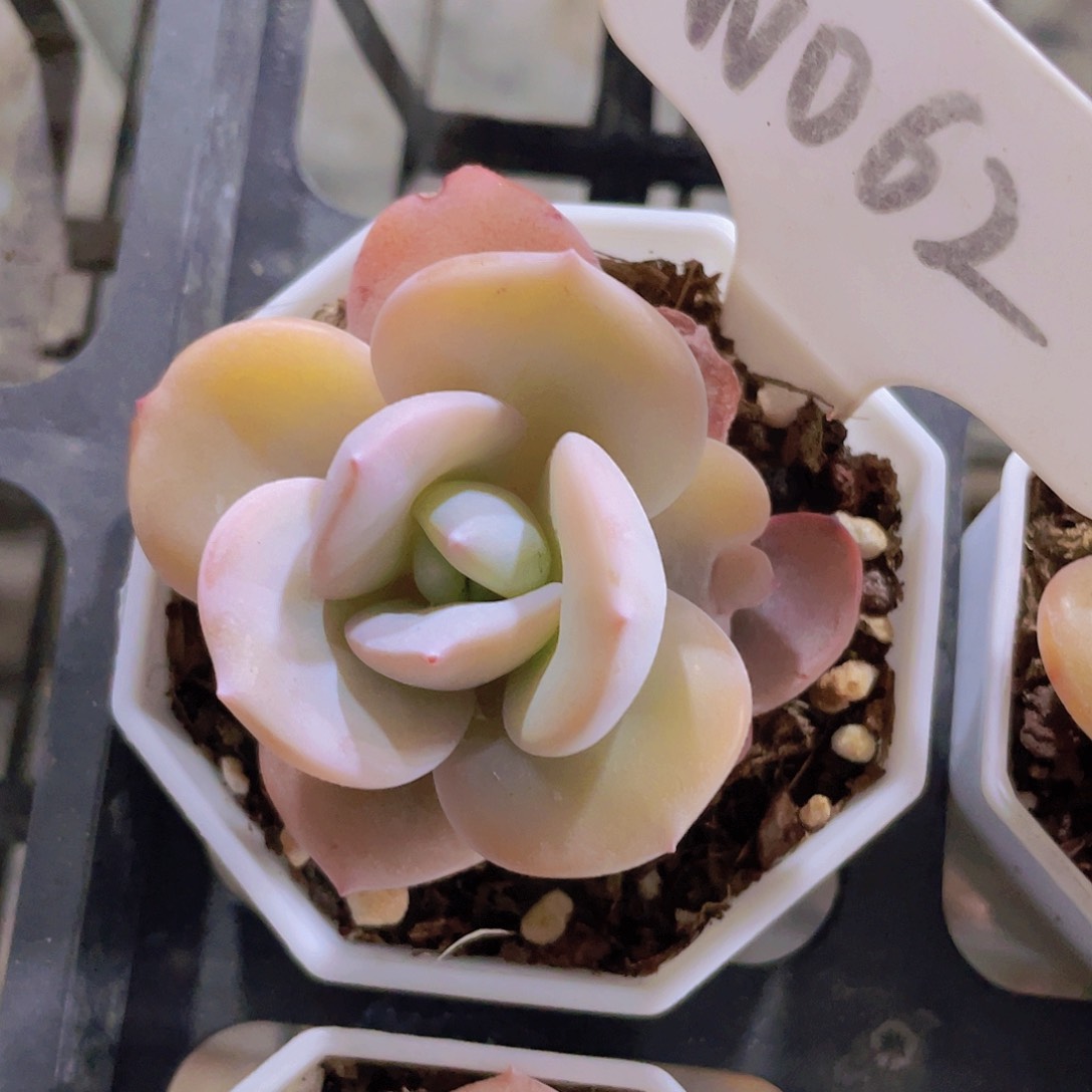 奶茶w062一物一拍