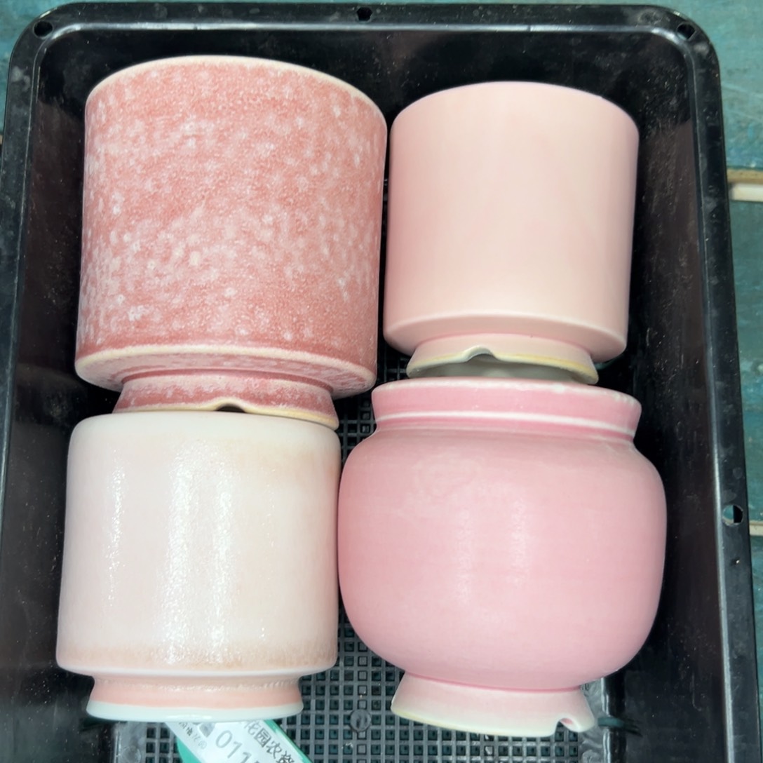 多肉精选编号0115.174