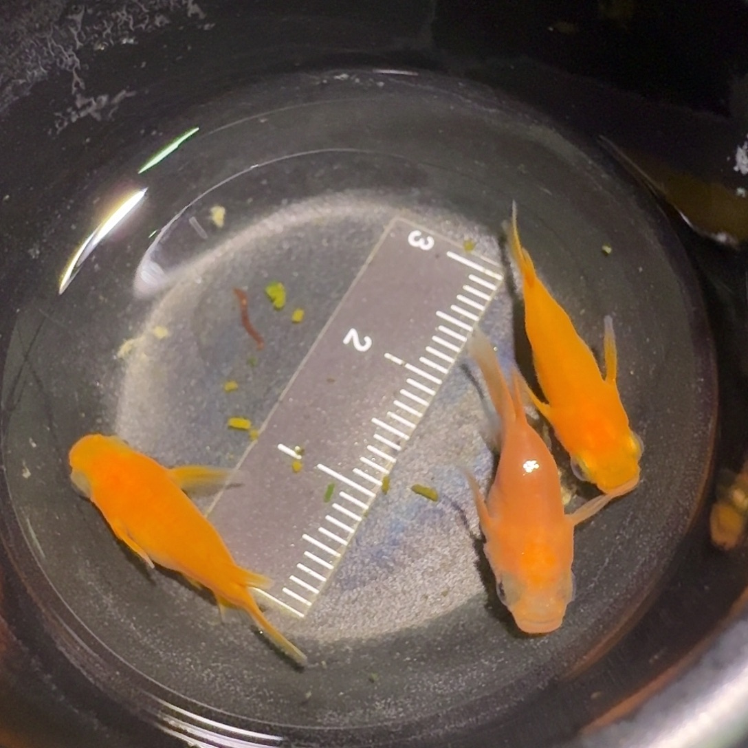 青鳉鱼一物一拍252