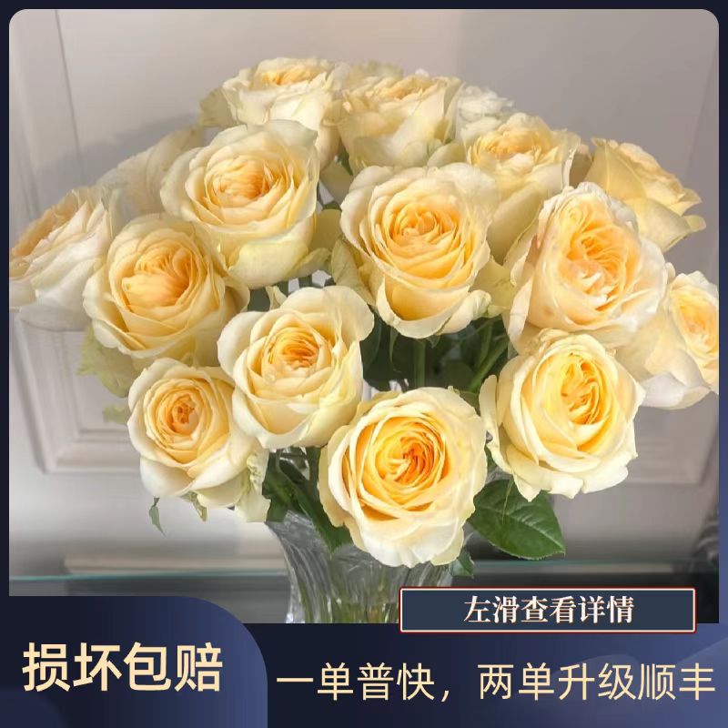 奶油杯玫瑰10枝   任意2单升级顺丰冷链